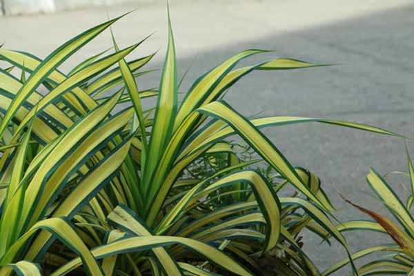 علت زرد شدن گل پاندانوس